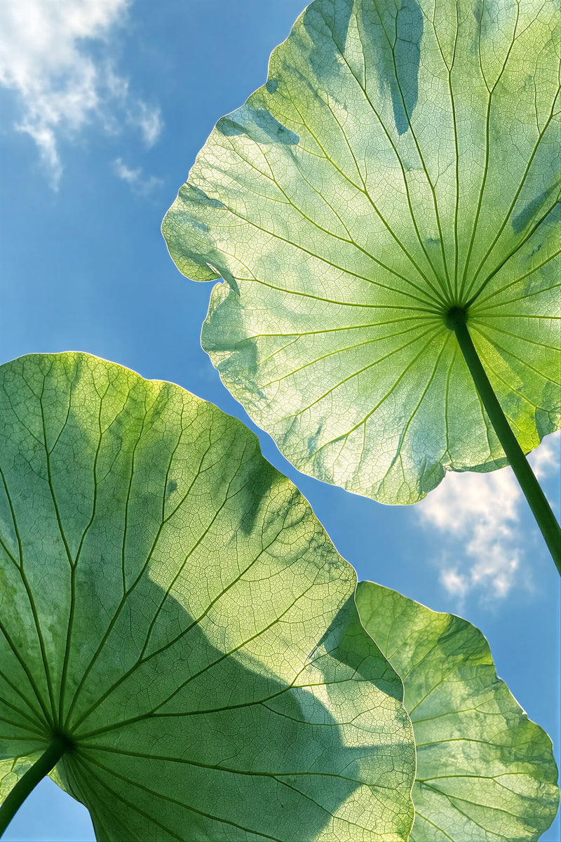 Low Carbon Footprint